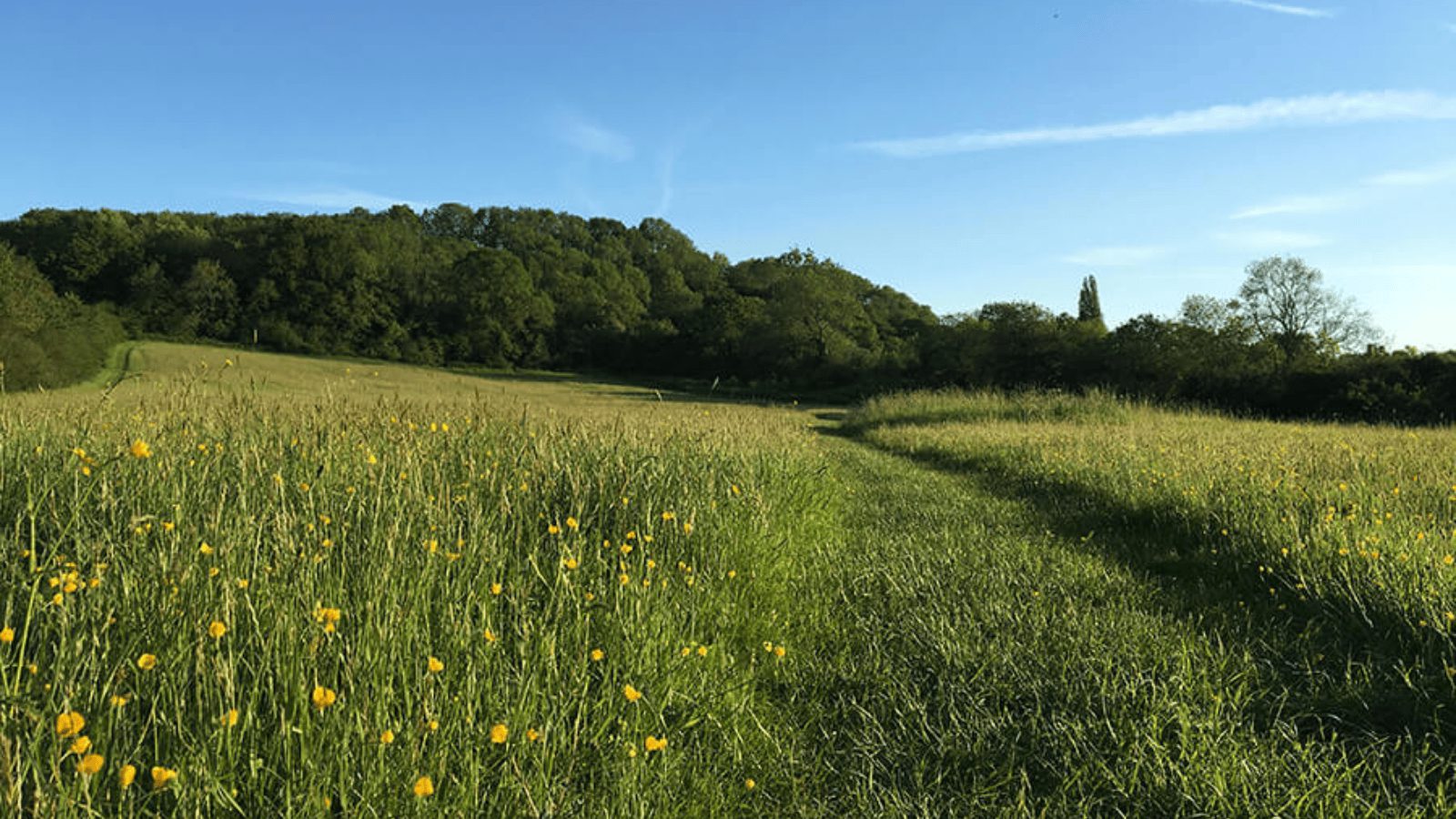Stockwood